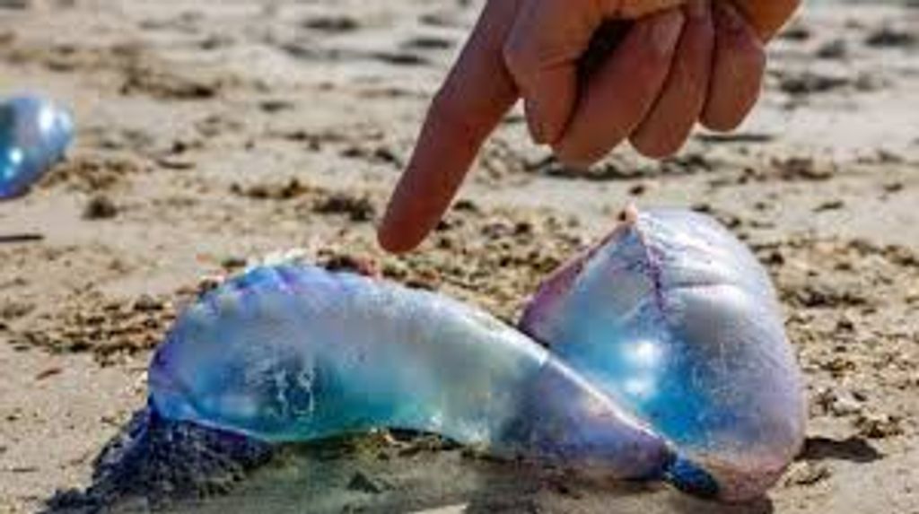 images (8) images (8)