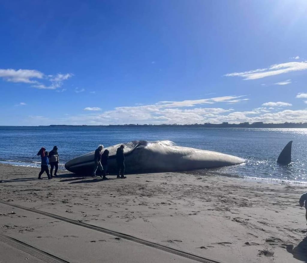 ballena chacao ballena chacao
