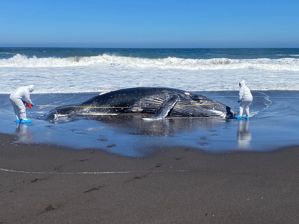 dia-ballenas-delfines dia-ballenas-delfines