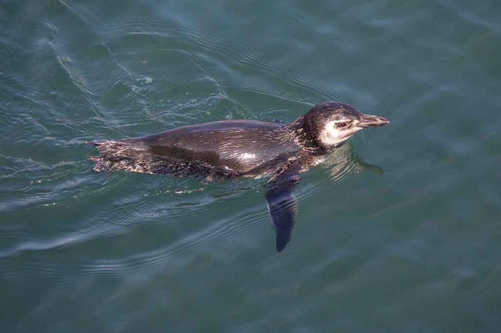 pinguino pinguino