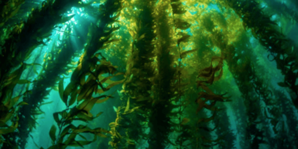 Bosques submarinos Bosques submarinos
