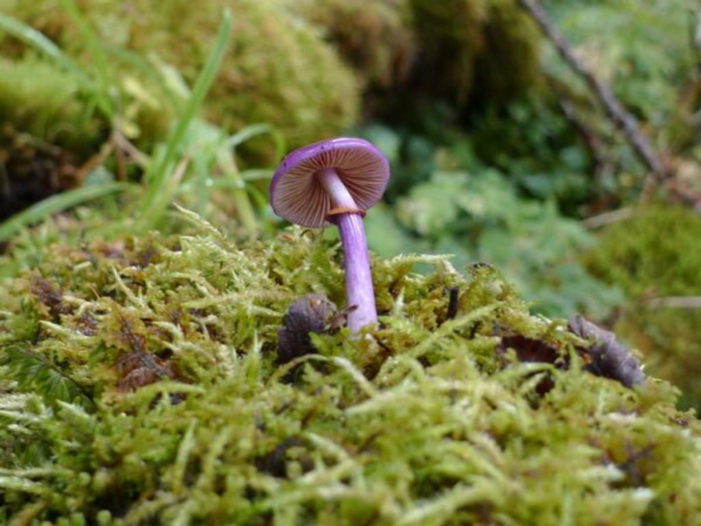 Cortinarius-magellanicus-Credits-Giuliana-Furci2-600x450 Cortinarius-magellanicus-Credits-Giuliana-Furci2-600x450