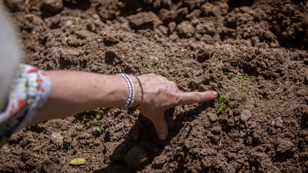 c7e5a0bc-d710-4bdf-bd2b-1d46a40b860e.PALMAS c7e5a0bc-d710-4bdf-bd2b-1d46a40b860e.PALMAS