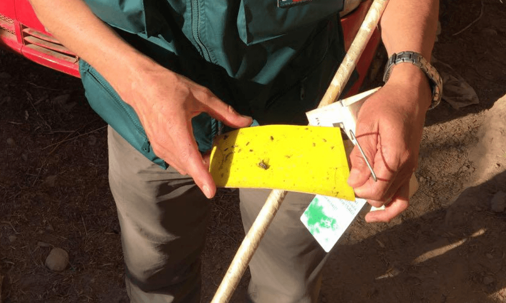 mosca de la fruta sag mosca de la fruta sag