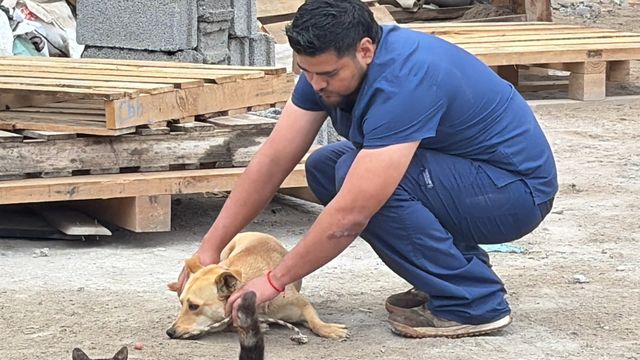 animales en desalojo animales en desalojo
