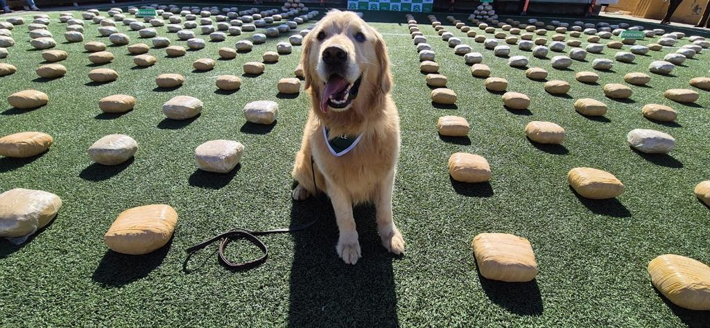 perrito drogas perrito drogas