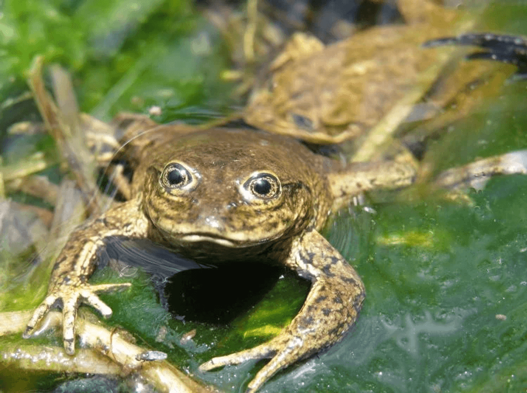 ranita del loa ranita del loa