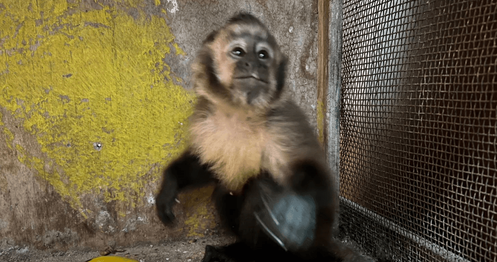 mono capucino pdi mono capucino pdi