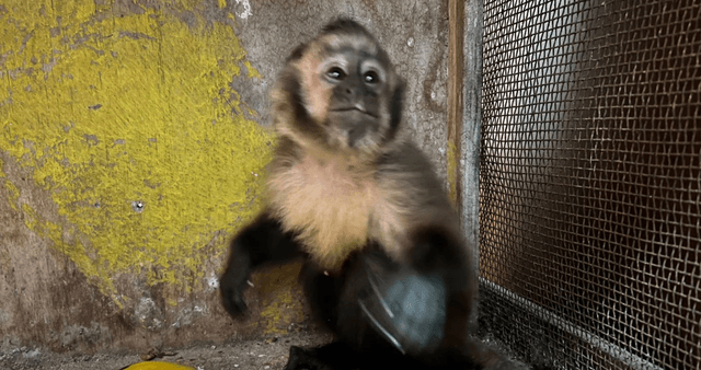 mono capucino pdi mono capucino pdi