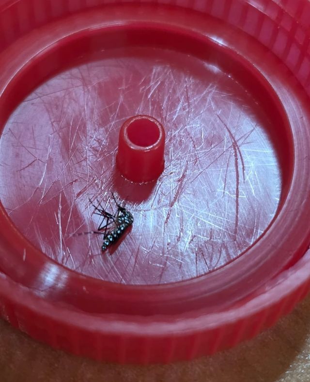 ZANCUDO DENGUE