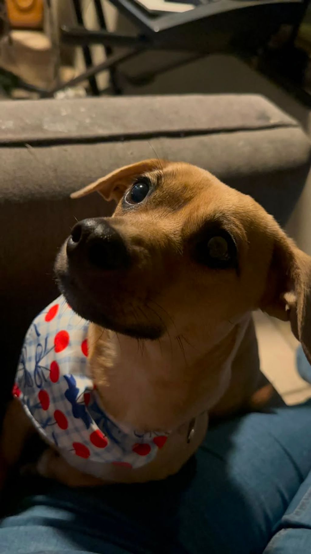 Perrita
