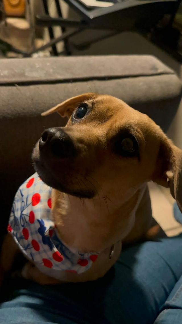 Perrita