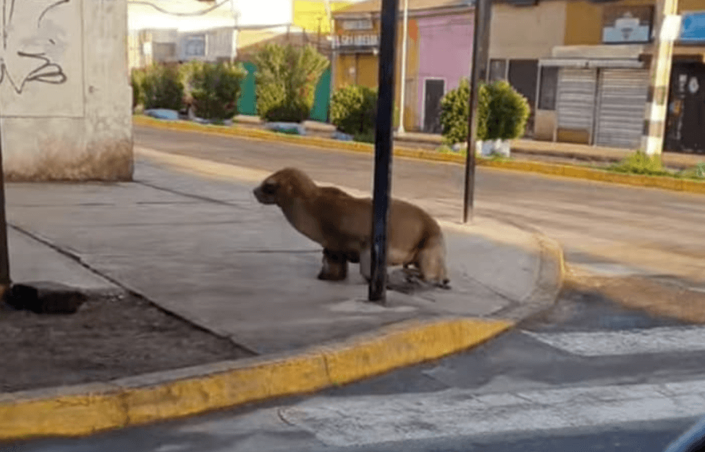 lobo marino taltal lobo marino taltal