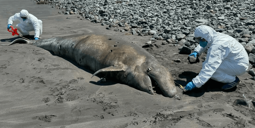 imagen_2024-12-16_103153572 imagen_2024-12-16_103153572