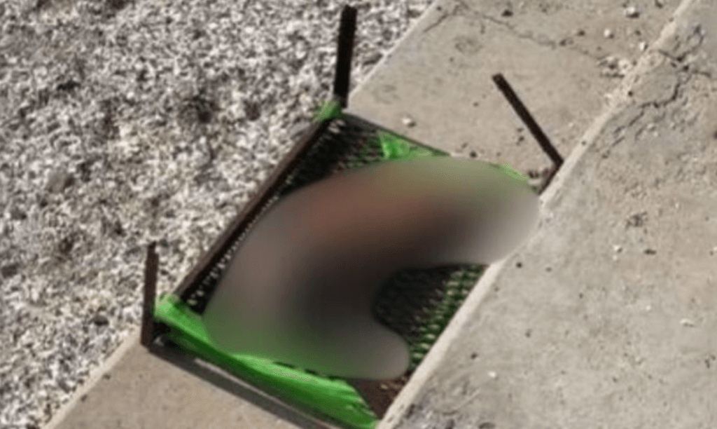 imagen_2025-08-04_091744253 imagen_2025-08-04_091744253