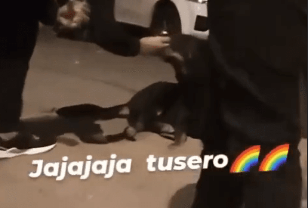 perro tusi perro tusi