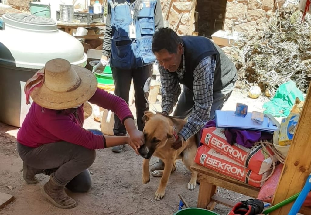 vacunando perrito vacunando perrito