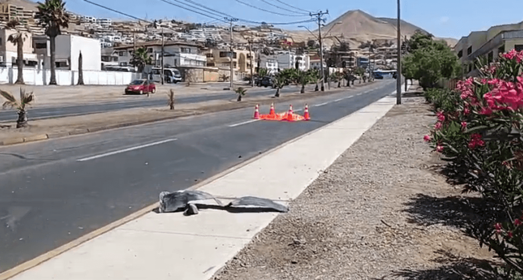 imagen_2023-12-21_161958324 imagen_2023-12-21_161958324