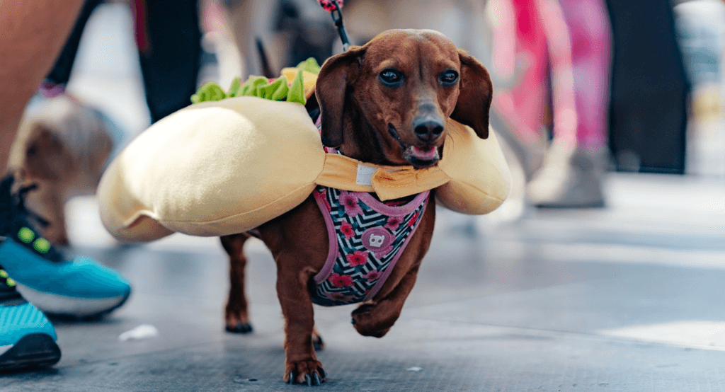 corrida perruna corrida perruna