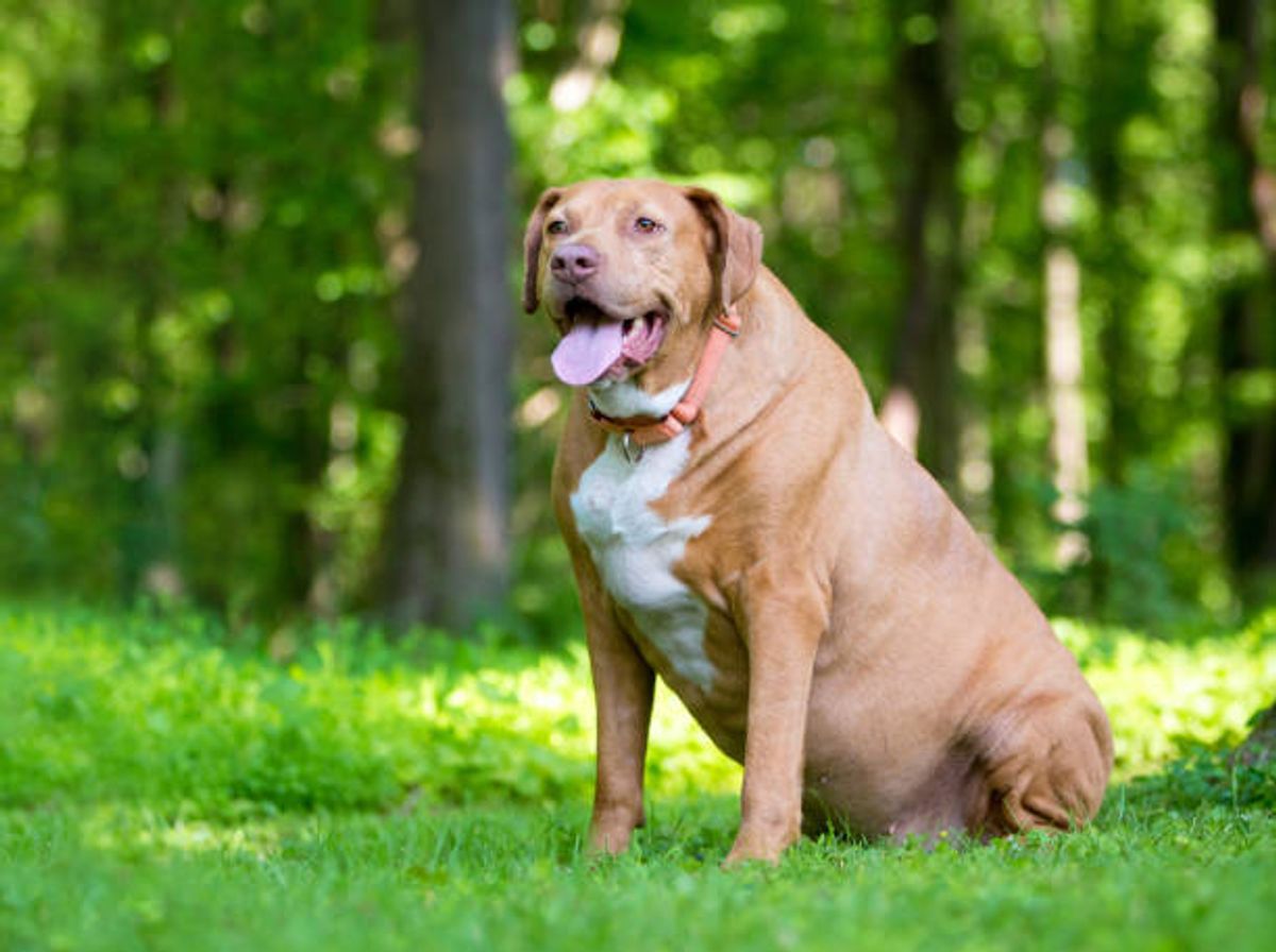 istockphoto-2157602781-612x612 istockphoto-2157602781-612x612