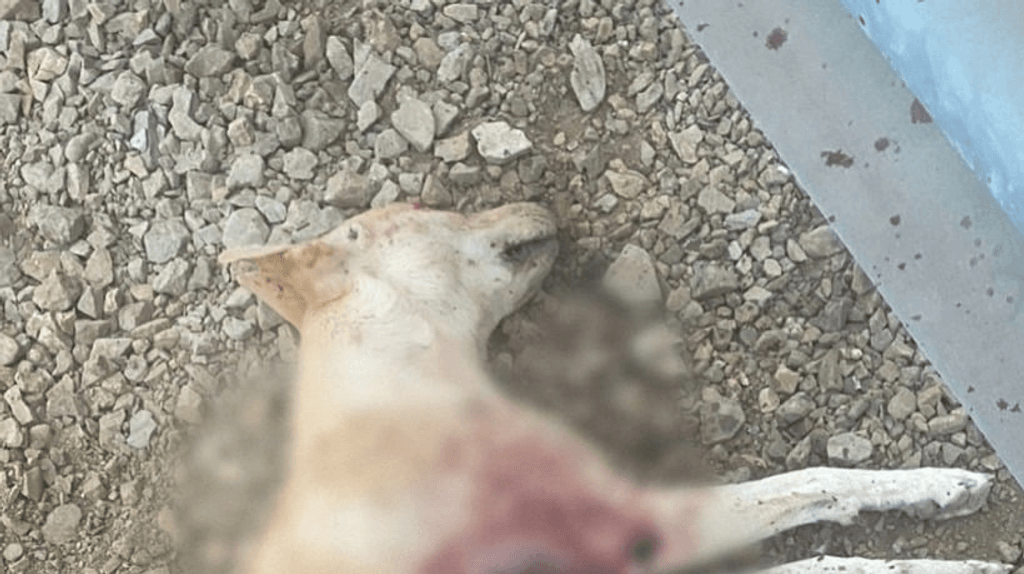 imagen_2025-05-15_122250127 imagen_2025-05-15_122250127