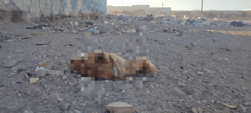 cachorro muerto cachorro muerto