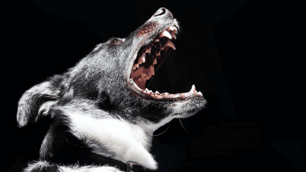 mordida perro mordida perro