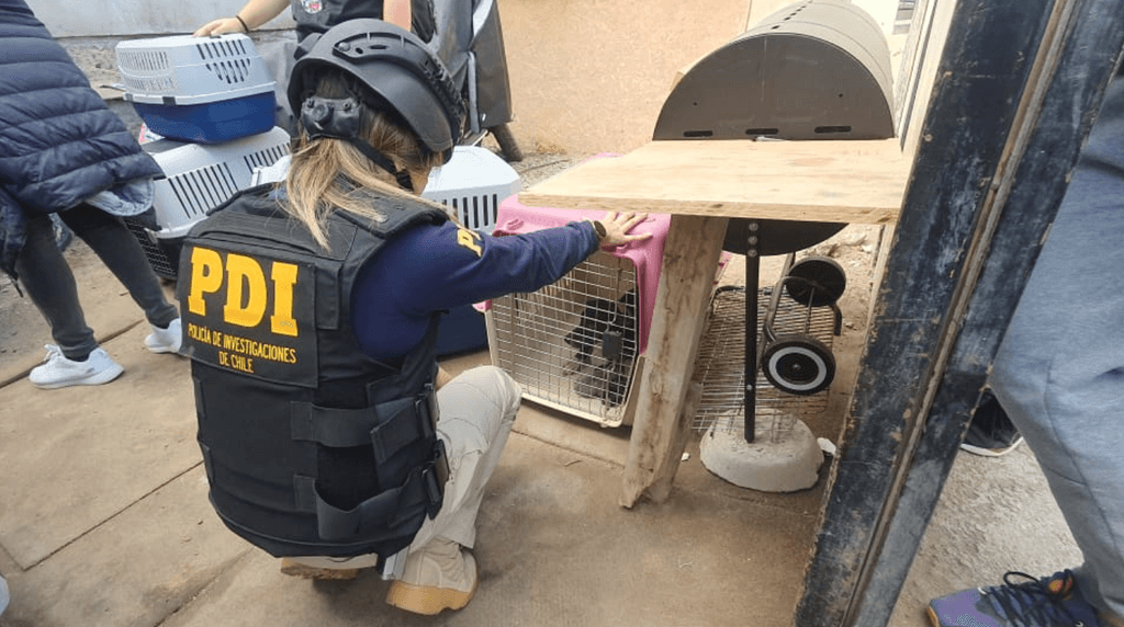 perros desnutricion pdi perros desnutricion pdi