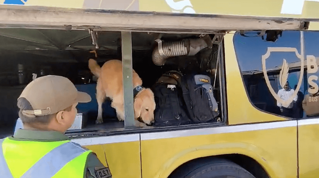 perrito en bus perrito en bus