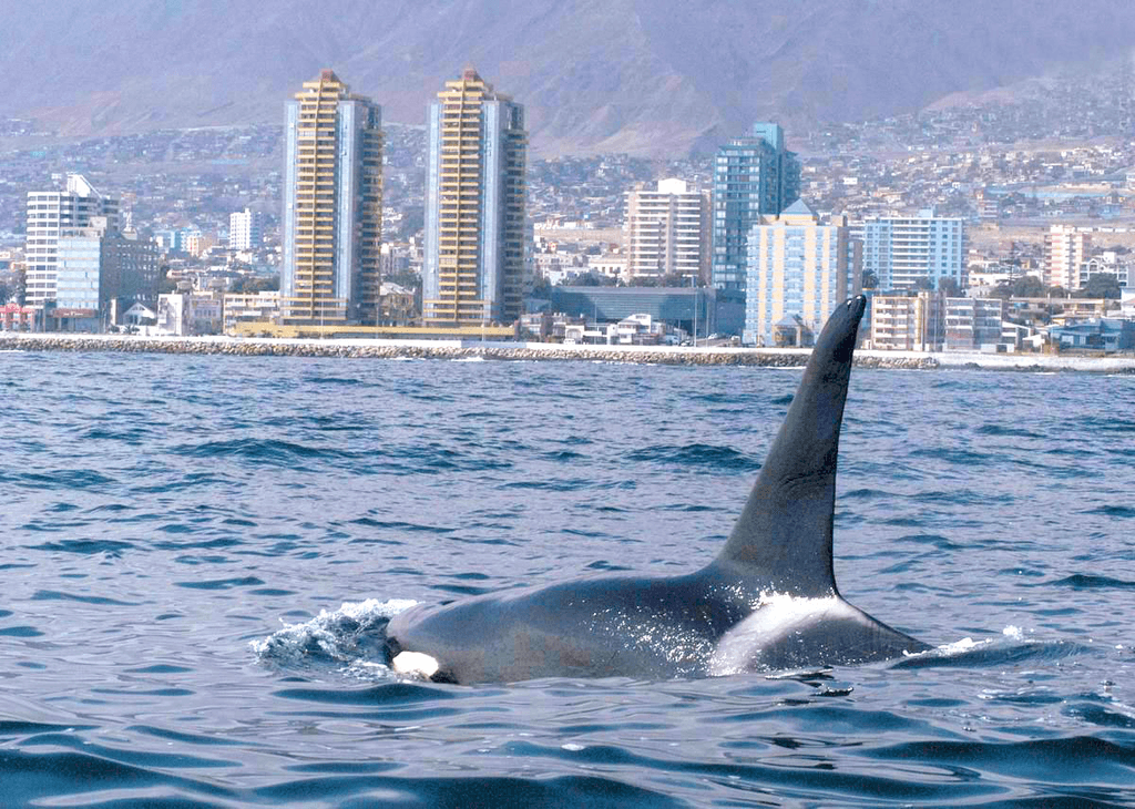 orca antofagasta orca antofagasta