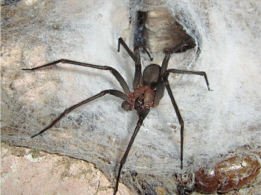 Araña de rincón