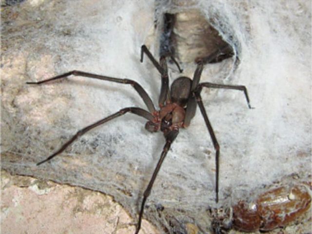 Araña de rincón