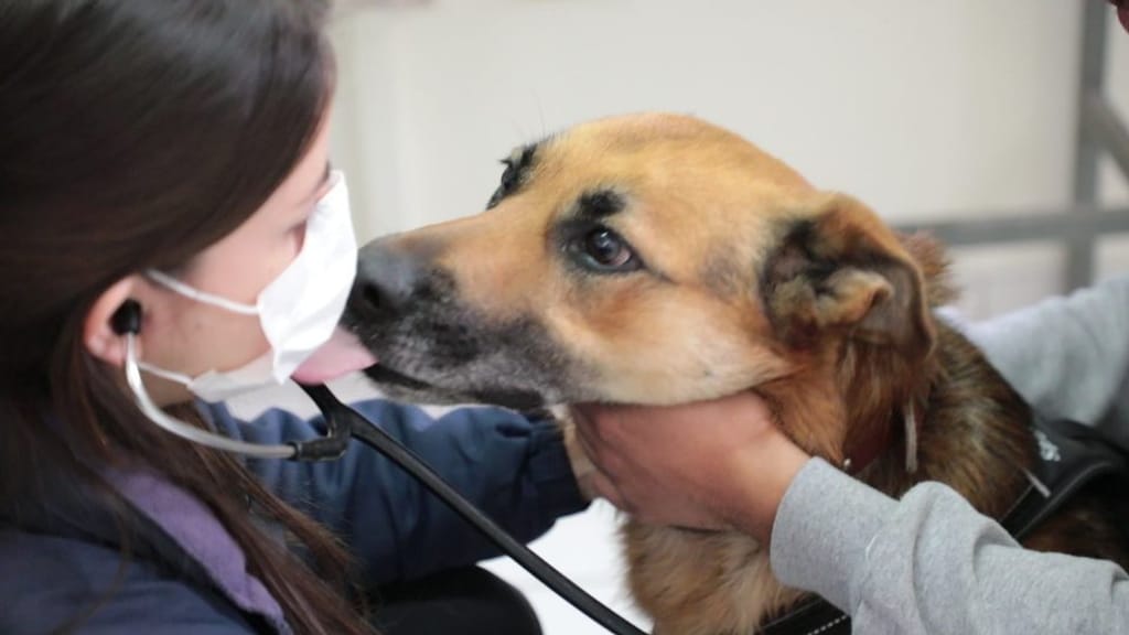 PERRITO PET MUNICIPAL PERRITO PET MUNICIPAL