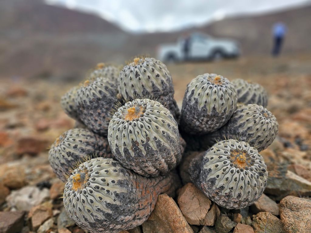 cactus copiapoa cactus copiapoa