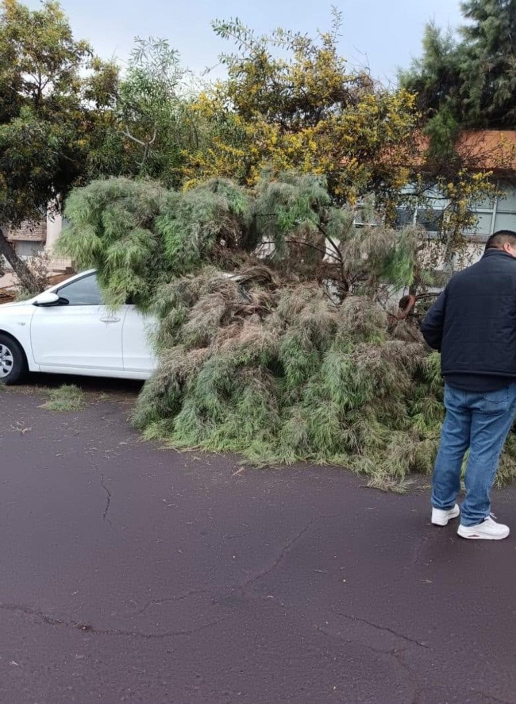 arbol sobre auto arbol sobre auto