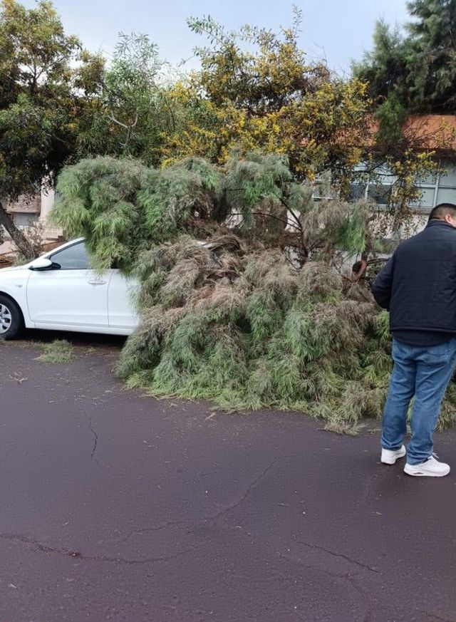 arbol sobre auto arbol sobre auto