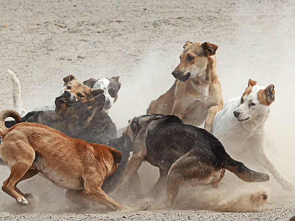 perros jauria perros jauria