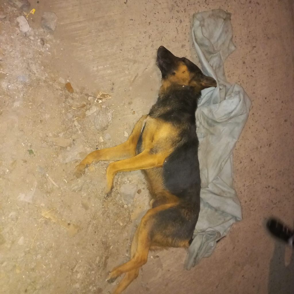 perrito muerto perrito muerto