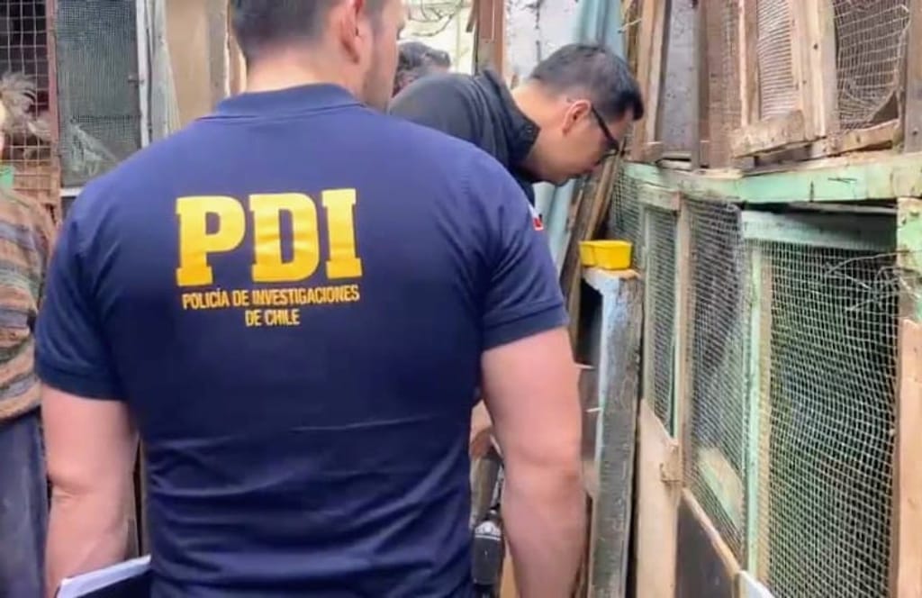 PDI GALLOS PDI GALLOS