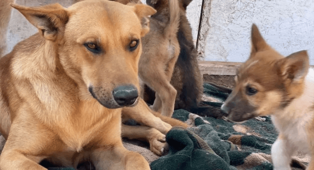 perros perros
