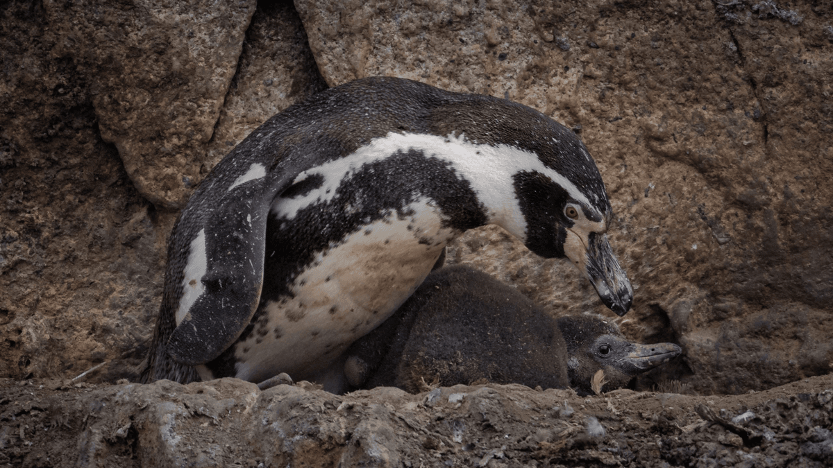 pingüino pingüino