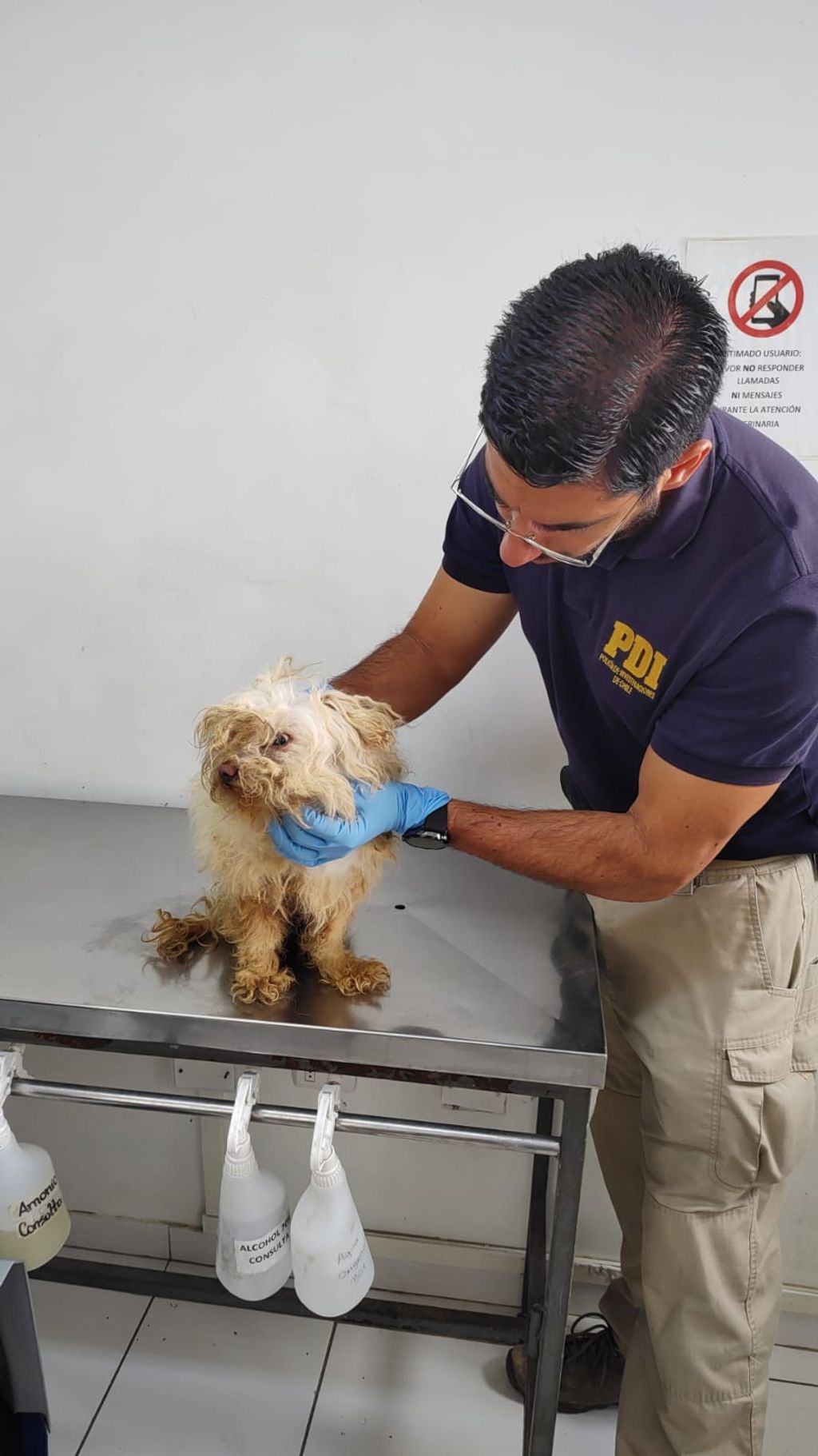 Perros maltratados Perros maltratados