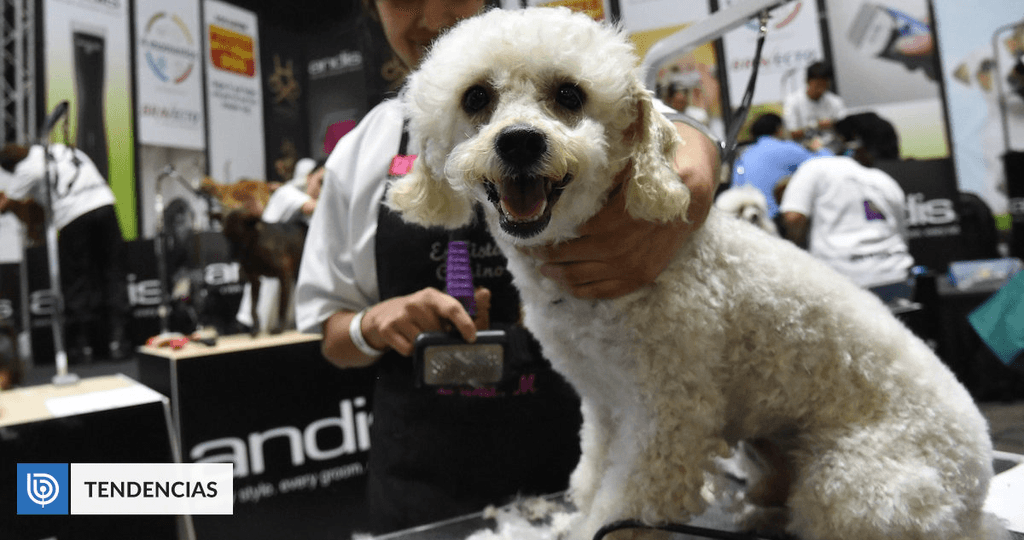 perrito perro perrito perro