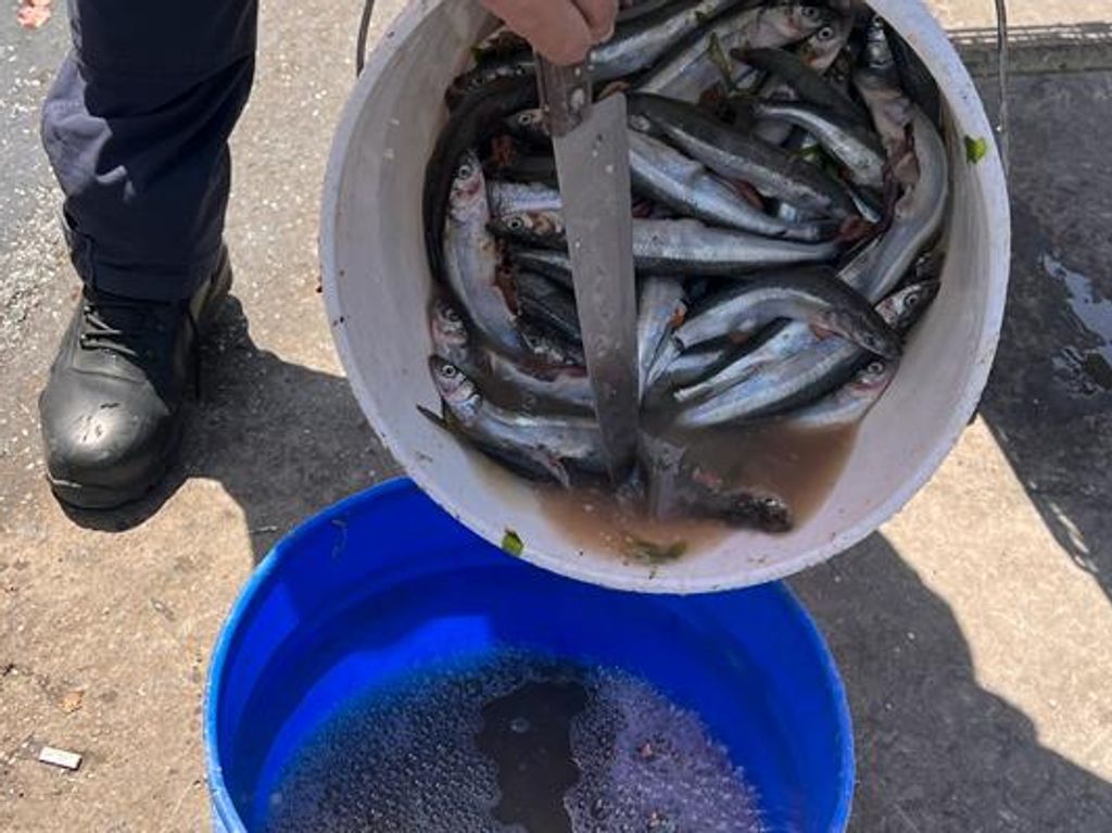 pescado pescado
