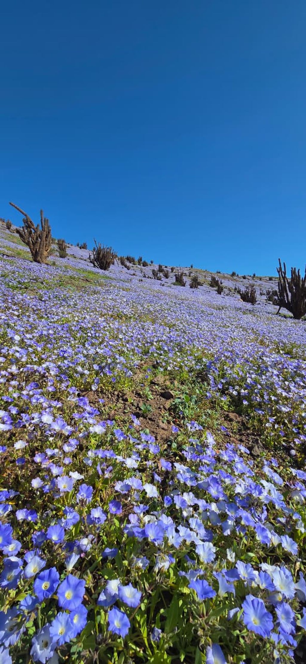 PRIMAVERA DESIERTO FLORIDO