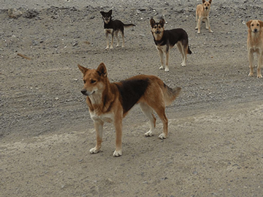 perros san pedro perros san pedro