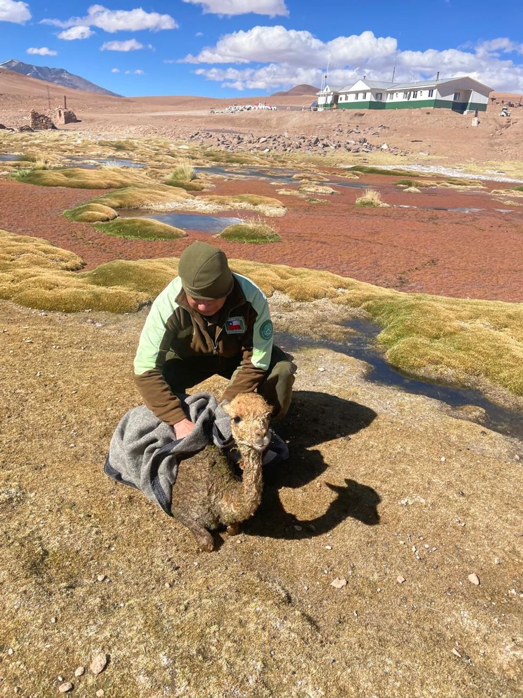 vicuña rescatada vicuña rescatada
