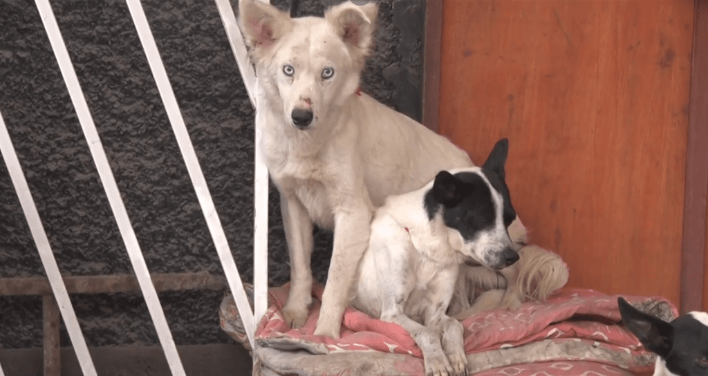 perros abusados perros abusados