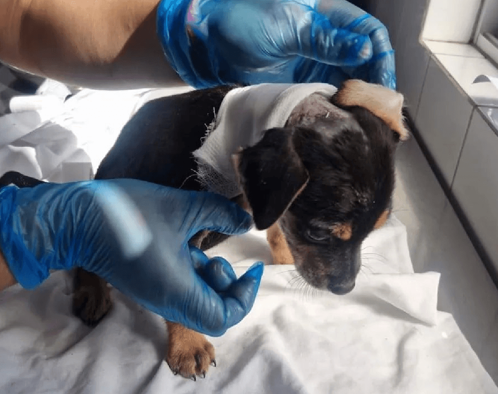 perrito quemado perrito quemado