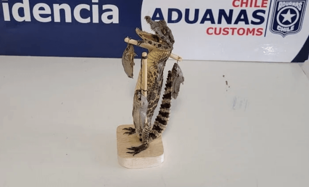 imagen_2025-01-14_101220513 imagen_2025-01-14_101220513